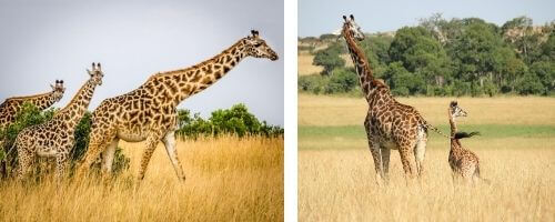 Dvije-slike-zirafe-u-prirodi.jpg