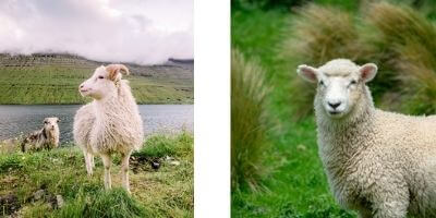 Dvije-slike-sa-ovcicama-na-livadi.jpg