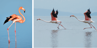 Ptica-flamingo-stoji-u-vodi-dvije-ptice-flamingo-lete-po-povrsini-vode.png